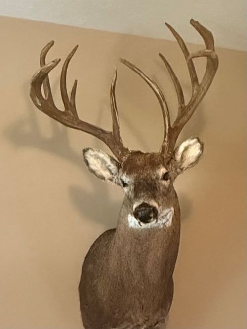 Lewis Auction
